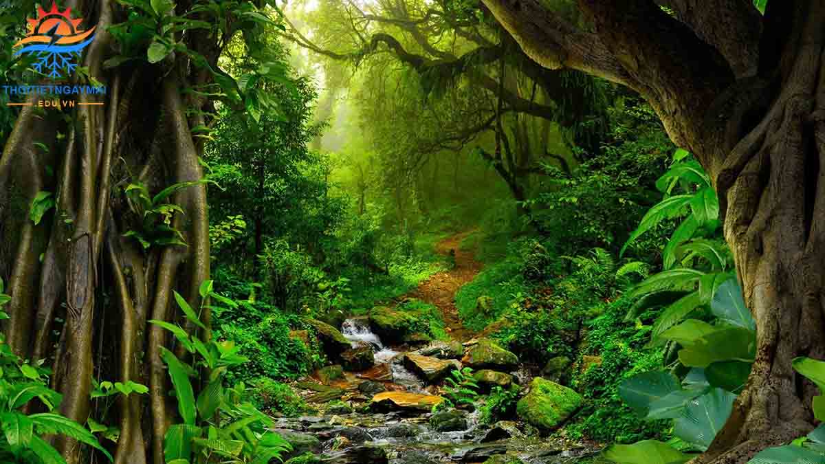 Rừng rậm nhiệt đới Amazon